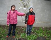 Sa plantam un pom, o floare!